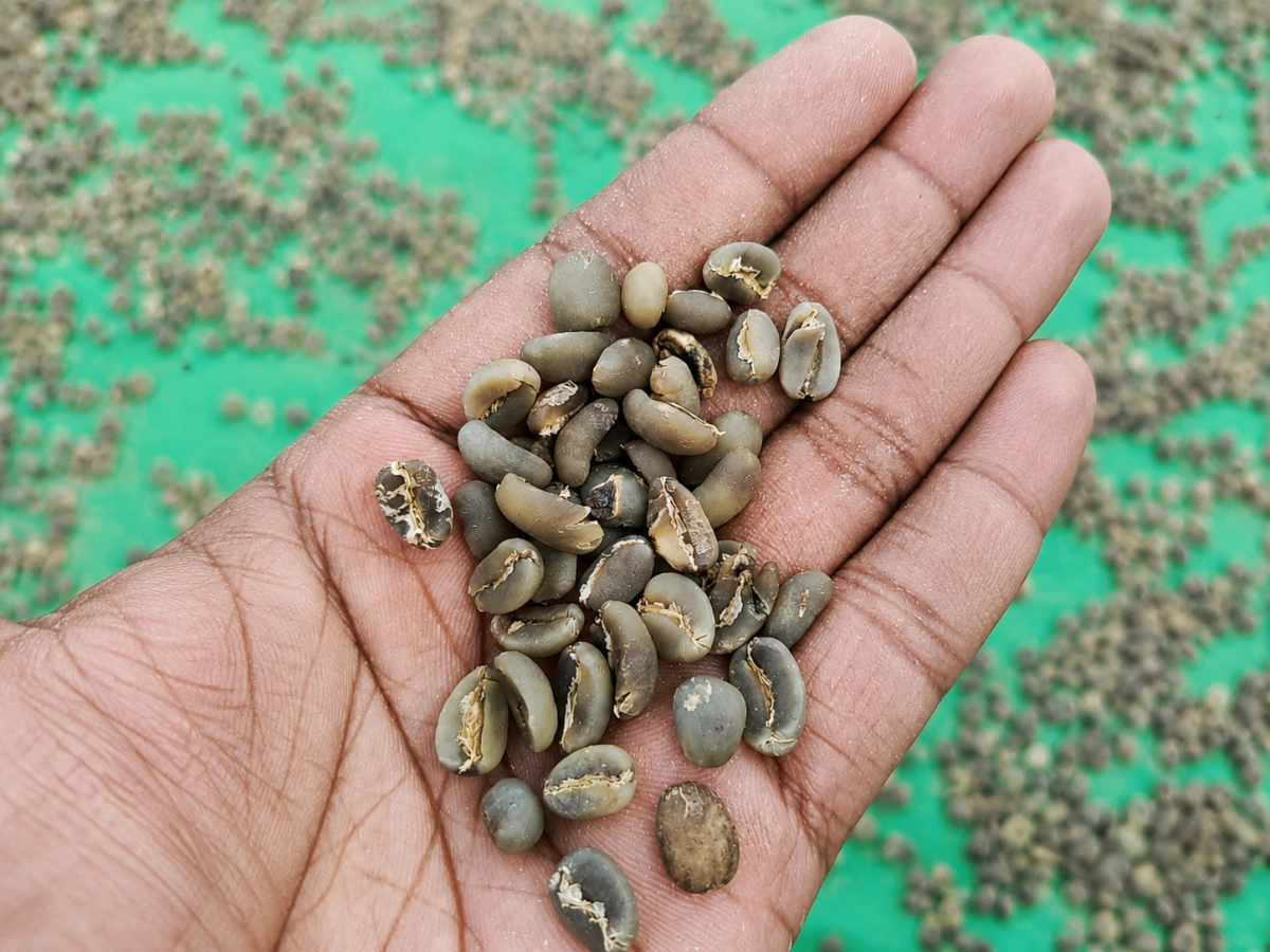 Indonesian Arabica Coffee: Distinctive Specialty Beans for Global Markets